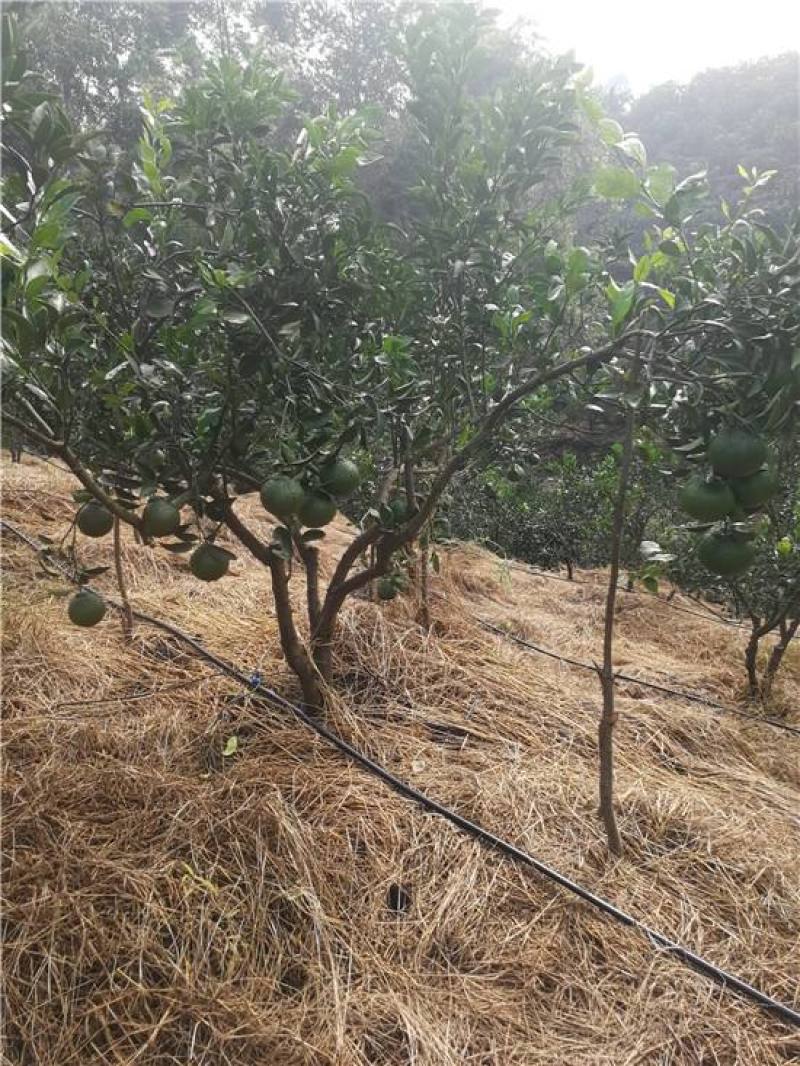 江西脐橙滴灌山地陡坡果树压力补偿滴头厂家直供