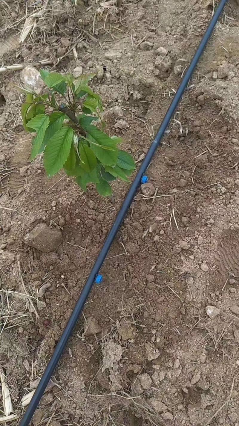 江西脐橙滴灌山地陡坡果树压力补偿滴头厂家直供