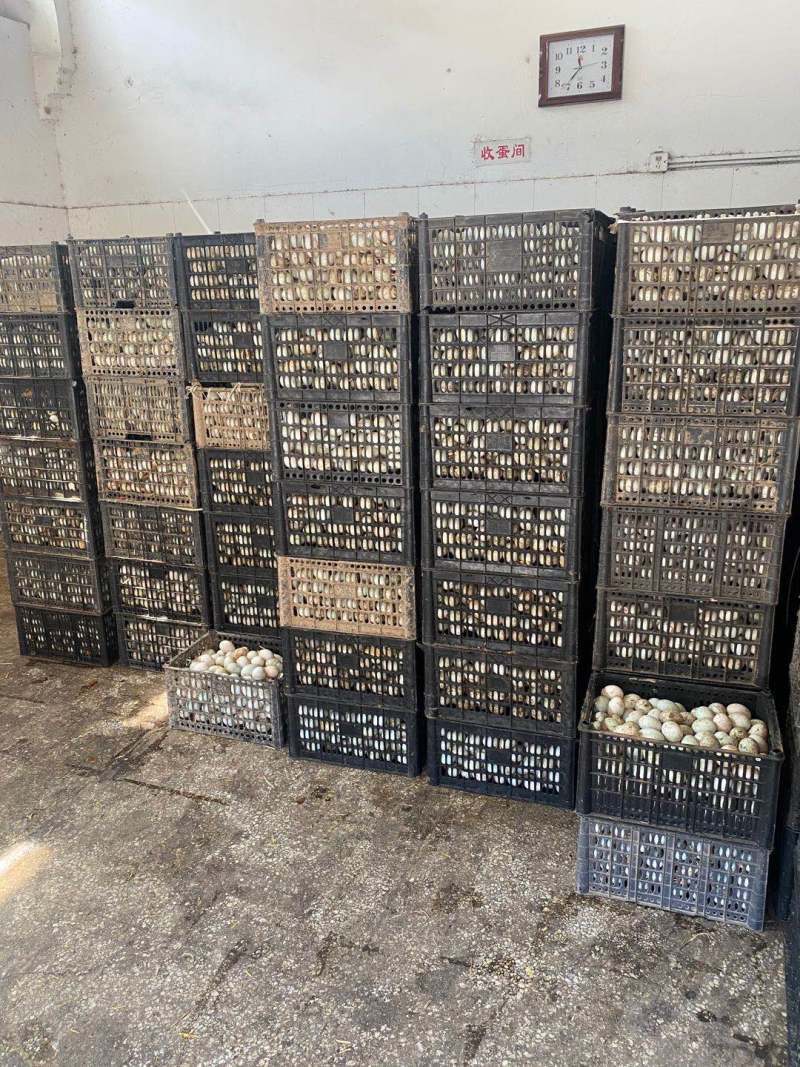 【优质】江西甜源牌无铅松花蛋皮蛋大量供应可视频看货