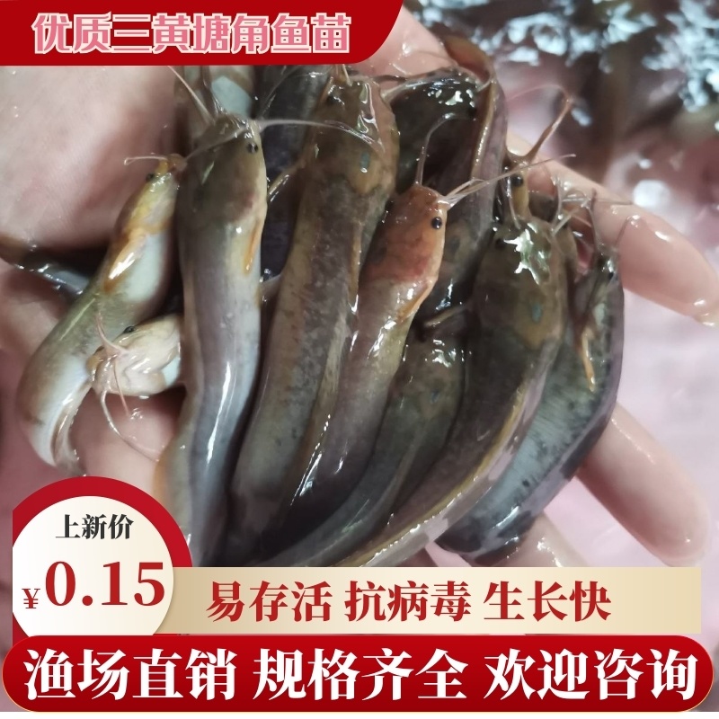 高品质杂交三黄本地塘角鱼苗，塘鲺苗规格齐全渔场直供。