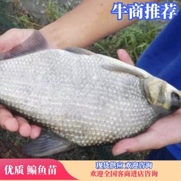 渔场大量出售垂钓鳊鱼苗鱼鳊鱼产地直供欢迎选购！