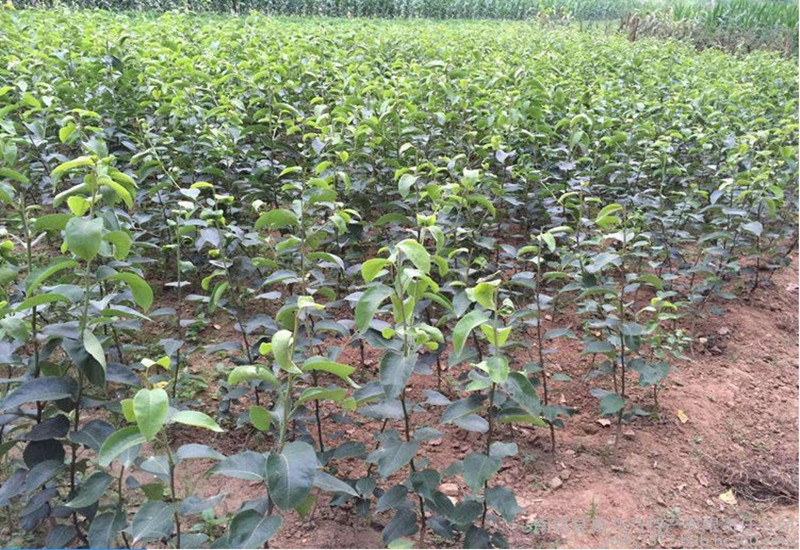 河北酥梨果园实景