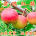 红梨新品君睐红梨苗嫁接梨树苗当年结果苹果型状