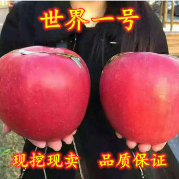 苹果树苗特大巨型果嫁接苹果当年结果