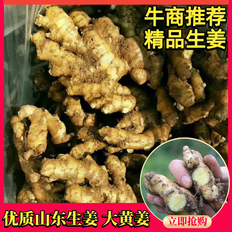 生姜产地山东生姜果蔬，大黄姜基地大量供应，