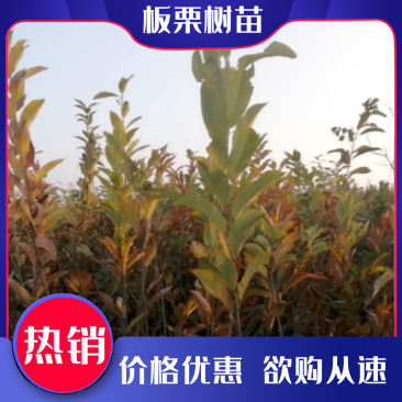 【优质】山东板栗树苗大红袍板栗苗产地直销死苗补发技术指导