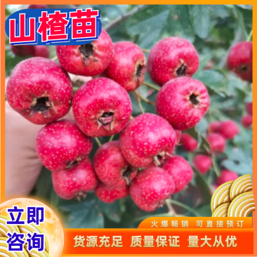 【山楂苗】大金星大果山楂苗全国供货量大从优包运输包存活