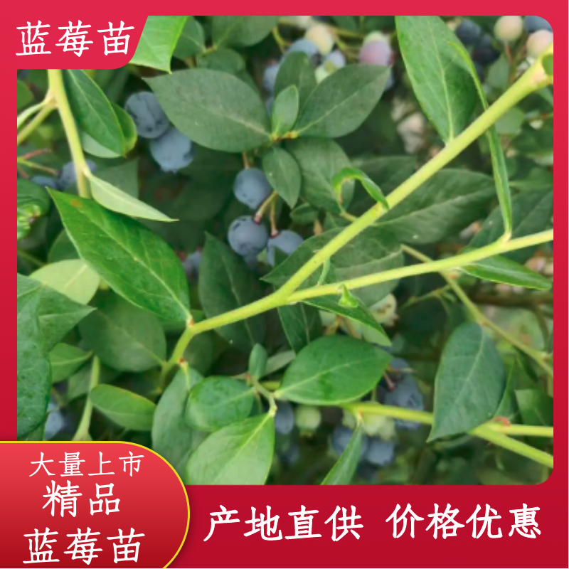 【精品】组胚蓝莓苗新品种货源充足包运输包存活欢迎电联
