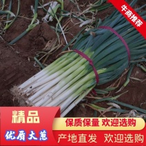 河北大葱长白大葱净葱3cm-40cm以上大量供应中