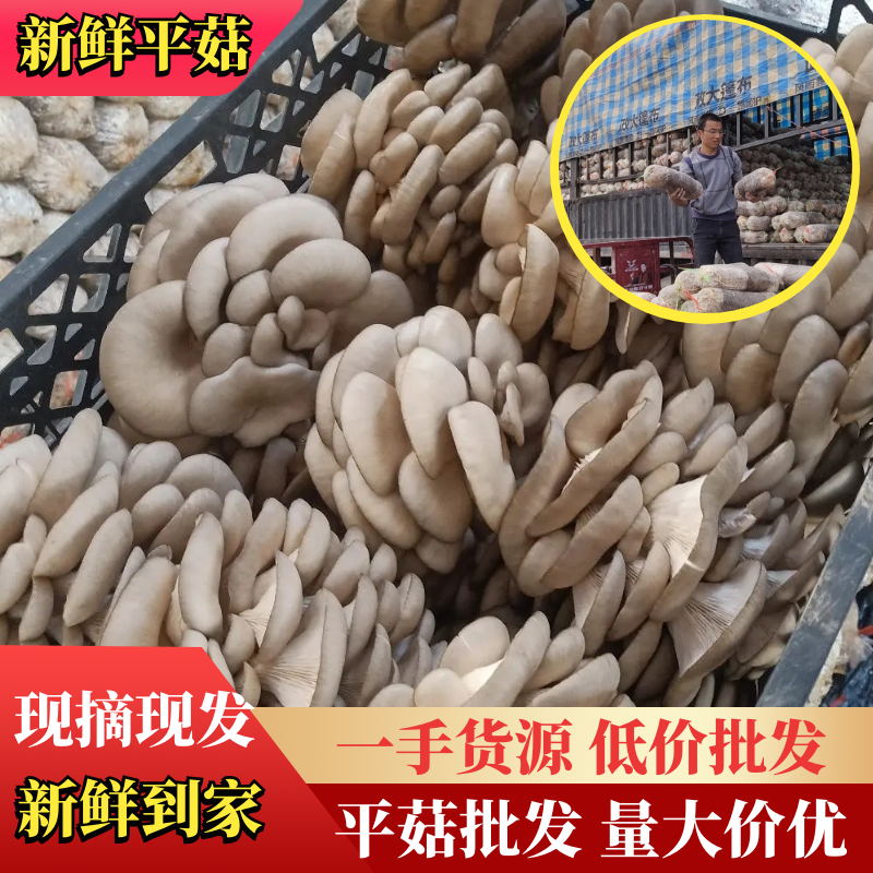 【热销】新鲜平菇量大价优现摘现发新鲜到家欢迎选购