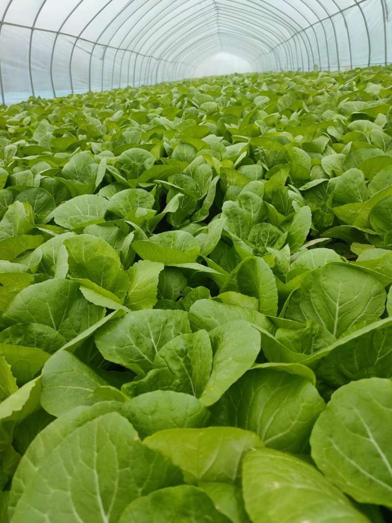 油菜--商超品质精选小青菜基地直发常年不断货