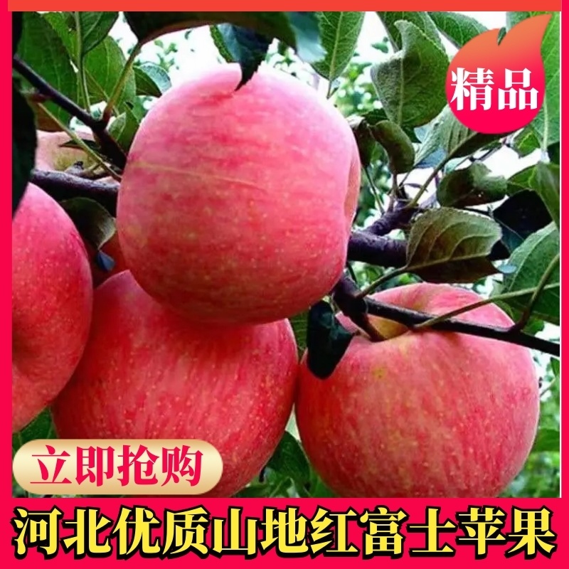 苹果，红富士苹果，河北红富士苹果，山地红富士苹果，质量好