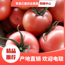 【精品】硬粉西红柿产地直销当天采摘当天发货供应商超