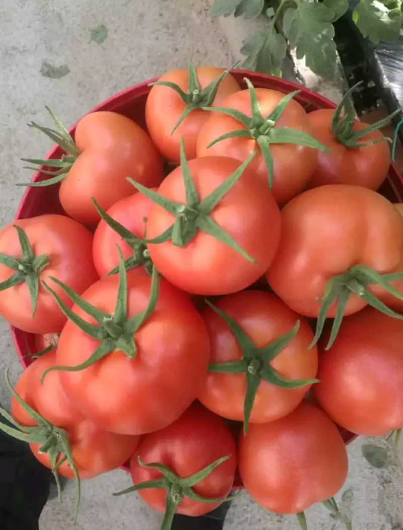 【热卖】山东大红西红柿大量上市产地直发品种齐全