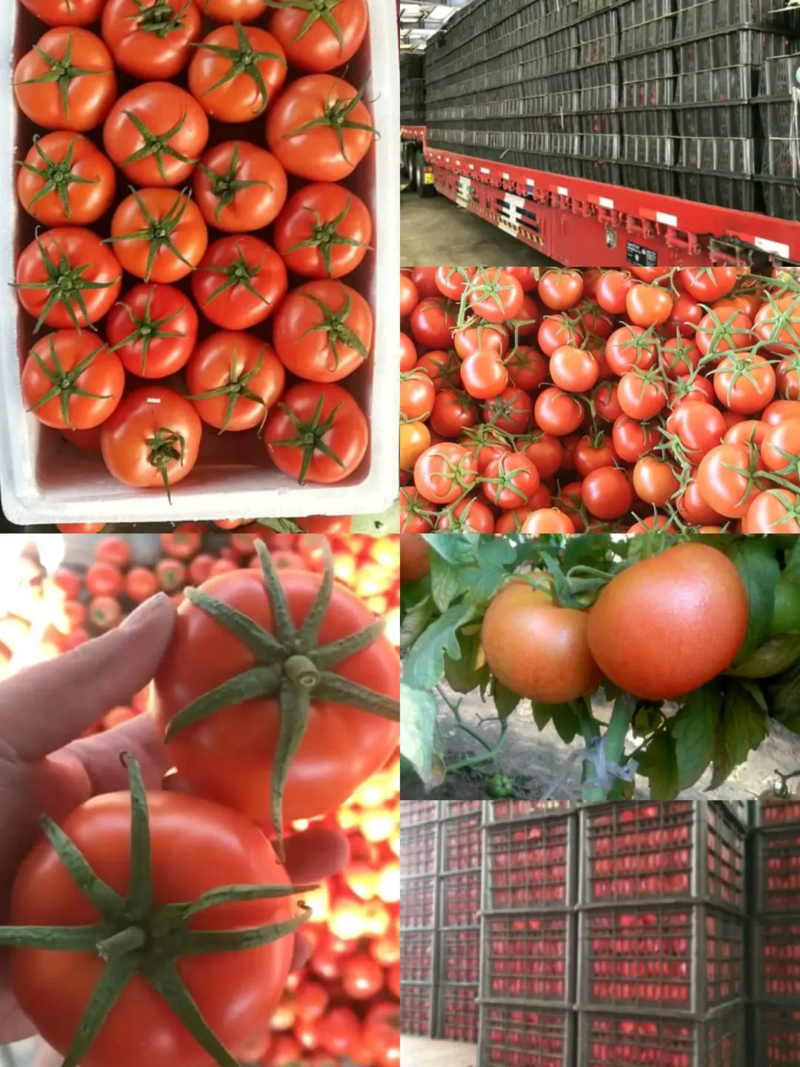 【热卖】山东大红西红柿大量上市产地直发品种齐全