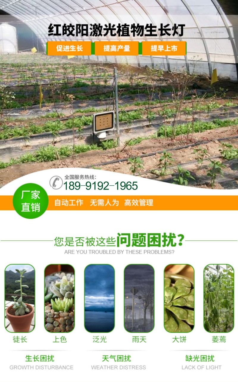 红皎阳激光植物补光灯草莓补光灯草莓生长灯大棚补光