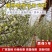 红皎阳激光植物补光灯大棚补光樱桃补光灯温室樱桃补光灯