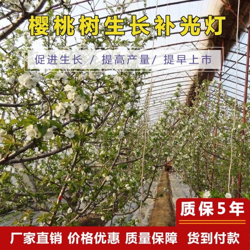 红皎阳激光植物补光灯大棚补光樱桃补光灯温室樱桃补光灯