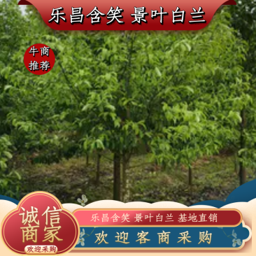 乐昌含笑景叶白兰湖南乐昌含笑3一20公分基地直销