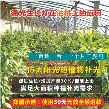 红皎阳激光植物补光灯生长灯油桃补光灯油桃大棚补光灯