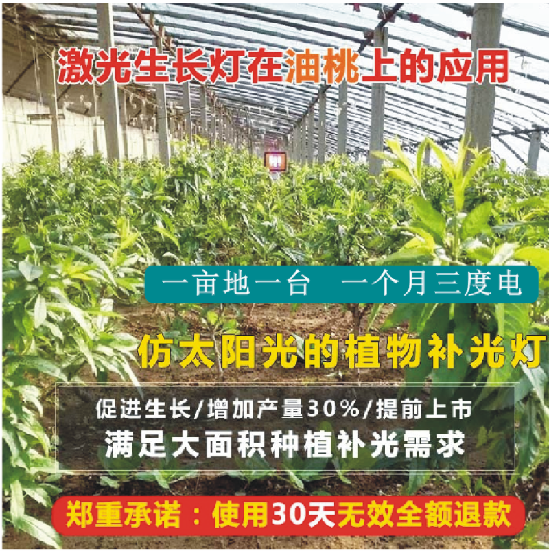 红皎阳激光植物补光灯生长灯油桃补光灯油桃大棚补光灯