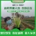 【牛商推荐】新鲜鸡腿大葱大量上市葱白高头大种植基地直发
