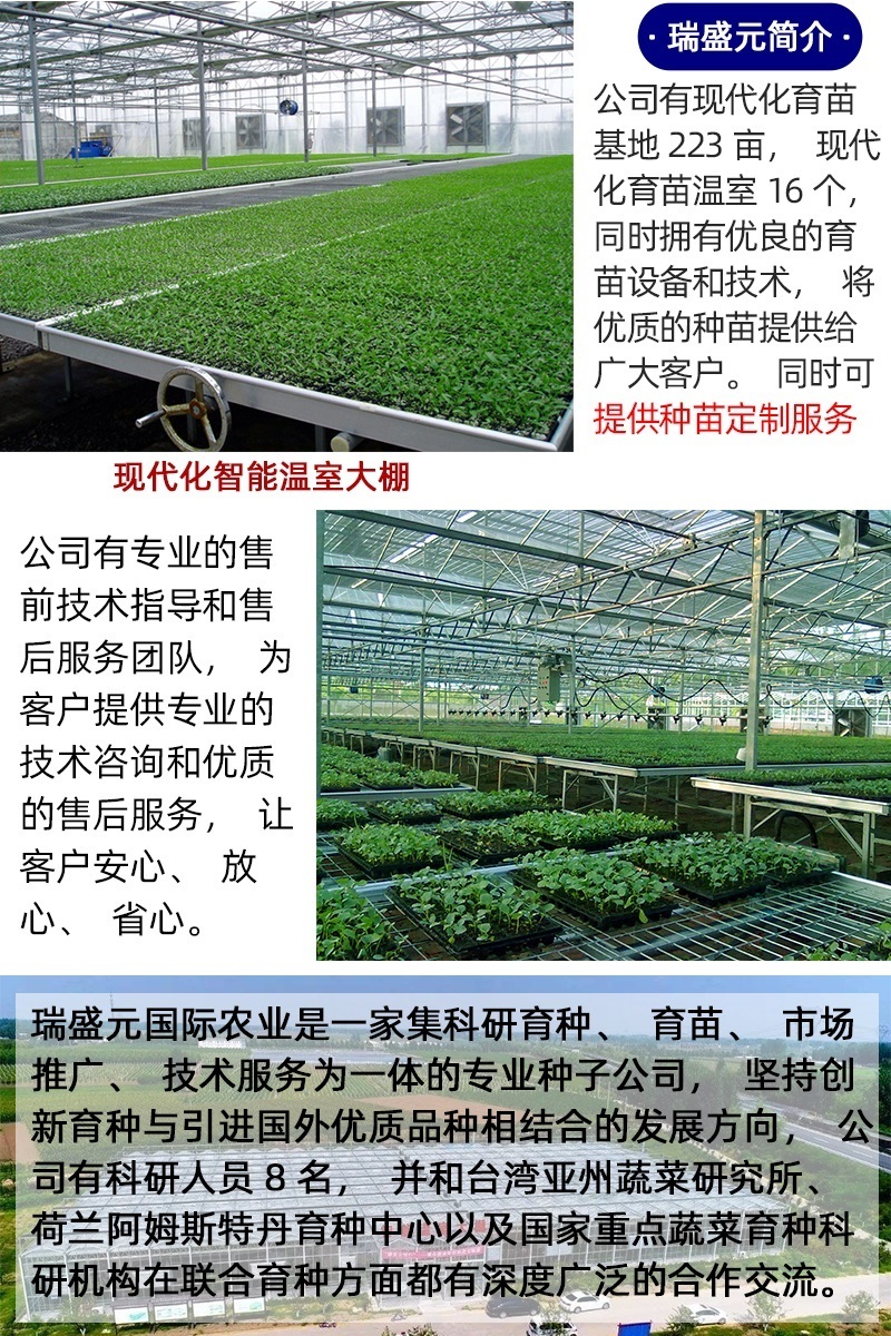 黑番茄种子大果型黑美人紫黑色种籽抗TY抗死棵高俄罗斯边贸