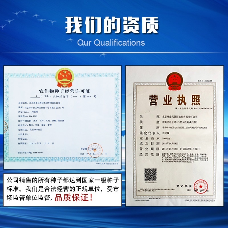 黑番茄种子大果型黑美人紫黑色种籽抗TY抗死棵高俄罗斯边贸