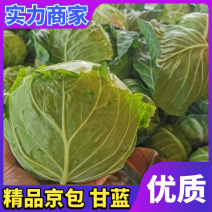 甘蓝/圆包菜/河南甘蓝/焦作圆包菜/全国发货