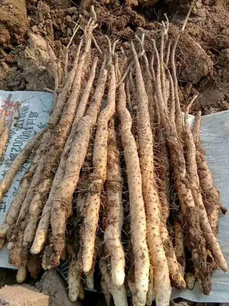 河南温县正宗垆土铁棍山药自家种植山药。一手货源品质保证