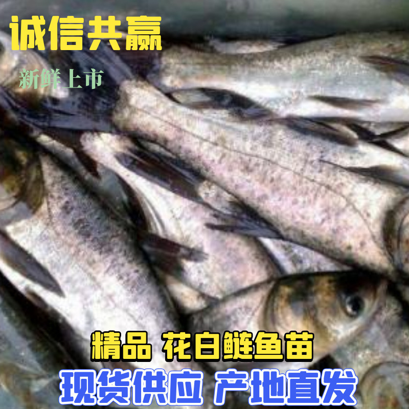 花白鲢鱼苗花白鲢花鲢苗花鲢产地直供欢迎选购提供售后技术指