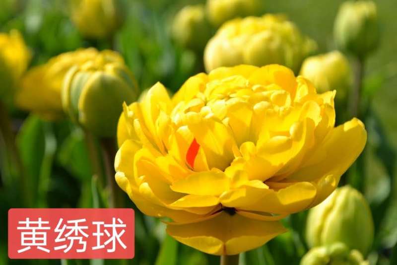 进口郁金香种球一代大球有多种颜色可选下单备注颜色
