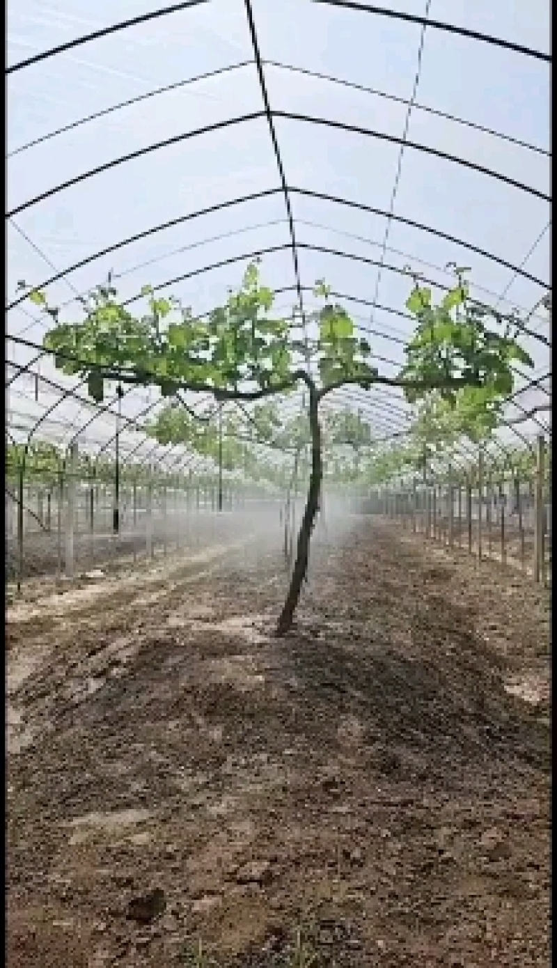 保定厂家供应果树大棚滴灌智能施肥机PE滴灌管微喷头