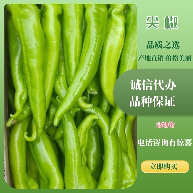 【抢购中】黄皮尖椒承接全国订单货源充足产地直发