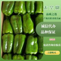 【质保】辣椒鲜辣椒太空椒产地直发品种齐全质保价优