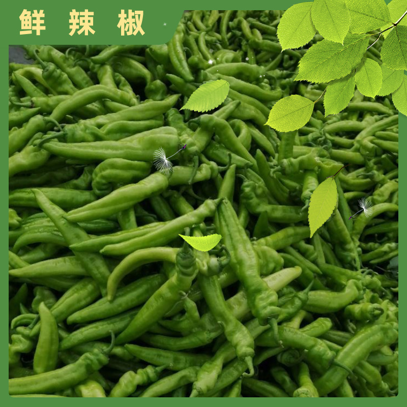 【牛商推荐】辣椒尖椒辽宁海城尖椒规格齐全品种保证