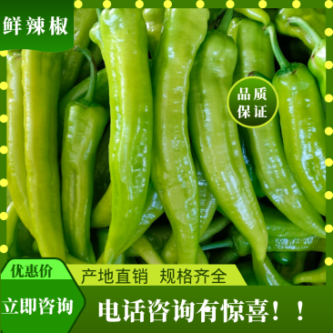 【牛商推荐】辣椒尖椒辽宁海城尖椒规格齐全品种保证