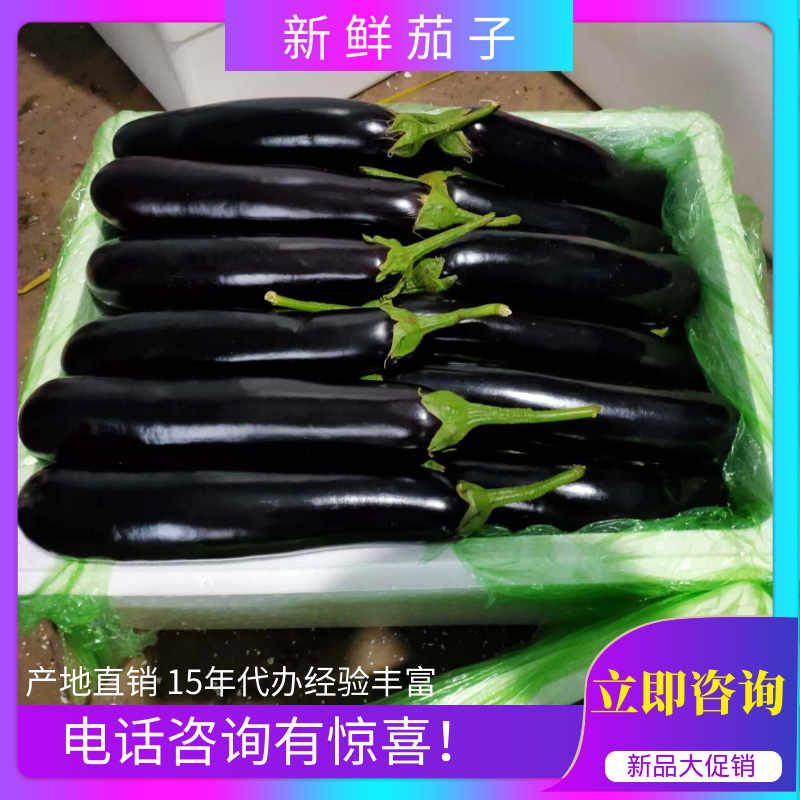 茄子辽宁海城茄子紫长茄基地直供价优现采现发