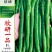 粒尔田欣研一品加长香辣线椒种籽春秋季早熟蔬菜种子