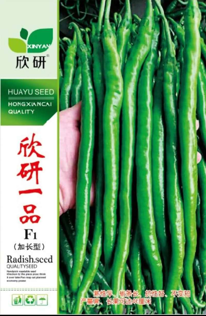 粒尔田欣研一品加长香辣线椒种籽春秋季早熟蔬菜种子