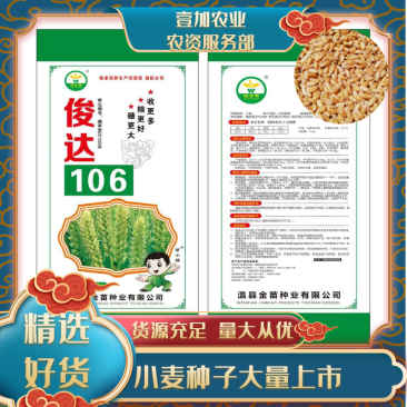 【精品】小麦原种高产抗病抗倒耐冻黄淮海麦区都适合种植