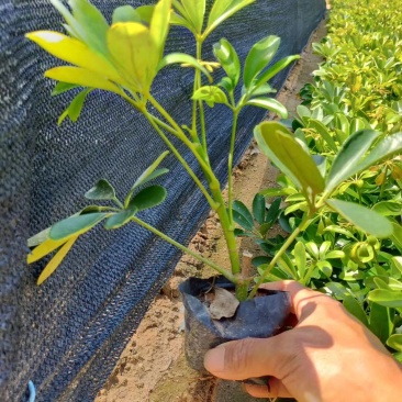 鸭脚木价格鸭脚木苗漳州鸭脚木种植基地直供