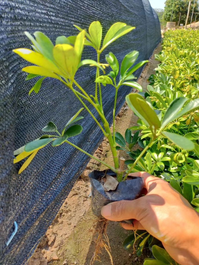 鸭脚木价格鸭脚木苗漳州鸭脚木种植基地直供