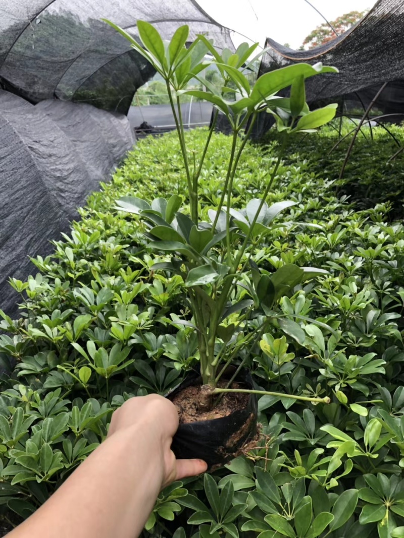 鸭脚木价格鸭脚木苗漳州鸭脚木种植基地直供