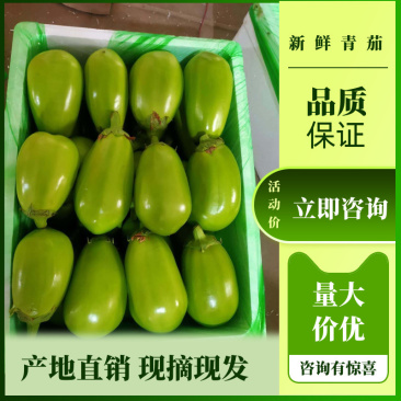 【牛商推荐】青茄子承接全国订单品质保证价优欢迎咨询