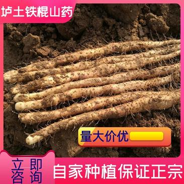 河南温县正宗垆土铁棍山药自家种植山药。一手货源品质保证