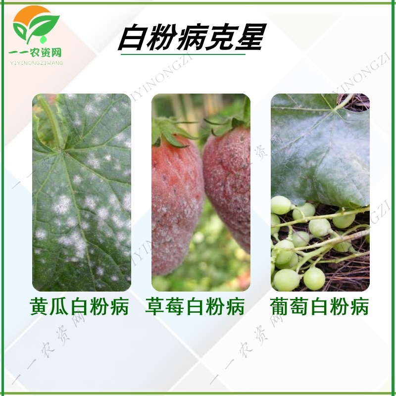 禾益粉创宁25%乙嘧酚磺酸酯黄瓜草莓葡萄白粉病克星杀菌