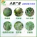 江西禾益20%松脂酸铜葡萄霜霉病炭疽病细菌性病害杀菌剂