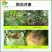 禾益20%嘧霉胺黄瓜葡萄番茄灰霉病保护杀菌剂