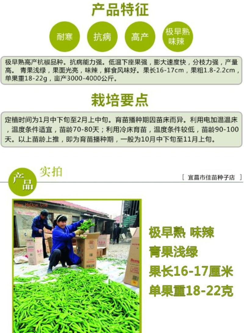 杭椒种子味辣仁川2号早熟耐寒抗病果绿农家庭院春秋大田蔬菜